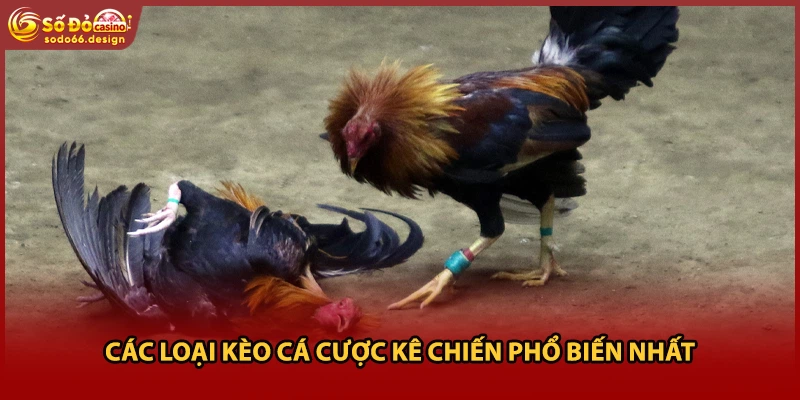 Các loại kèo cá cược kê chiến phổ biến nhất