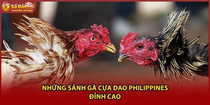 Những sảnh gà cựa dao Philippines đỉnh cao